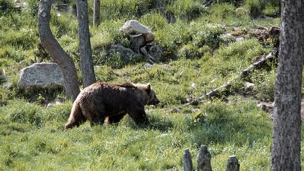 Un ours localis&eacute; dans les Pyr&eacute;n&eacute;es-Orientales, en France. Des pi&egrave;ges ont &eacute;t&eacute; d&eacute;couverts le 16 d&eacute;cembre 2011 dans le d&eacute;partement voisin de l'Ari&egrave;ge.&nbsp; (PATRICK&nbsp;FRILET / HEMIS.FR / AFP)