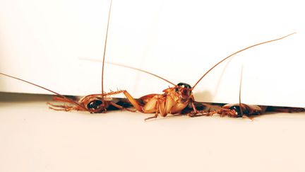 Des cafards s'introduisent dans un espace de 3 mm sous une porte, lors d'une expérience du PolyPedal Lab, à l'université de Berkeley (Californie, Etats-Unis). (POLYPEDAL LAB - UC BERKELEY / REUTERS)