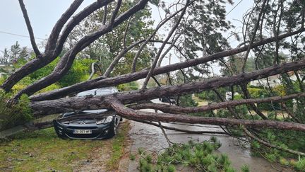 Une voiture sous un arbre près du Touquet (Pas-de-Calais), le 2 novembre 2023. (BERNARD ACHERE / AFP)