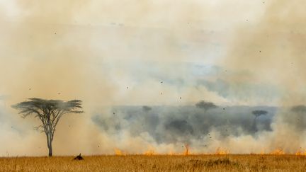 Feu de brousse dans la Masai-Mara Reserve au Kenya, le 24 juillet 2018 (MICHEL & CHRISTINE DENIS-HUOT / BIOSPHOTO)