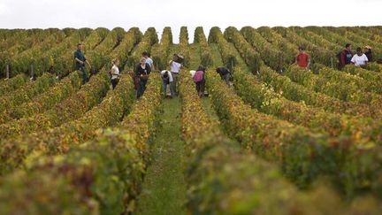 &nbsp; (Vendanges à Pessac-Léognan. © Patrick Durand/Getty Images)