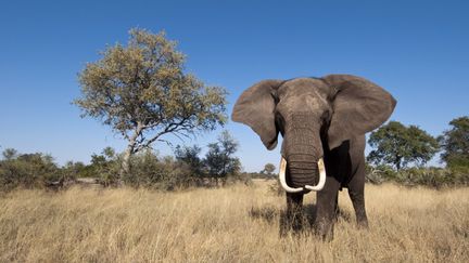 Un éléphant photographié dans le delta de l'Okavango, au Botswana. (SERGIO PITAMITZ / BIOSPHOTO)