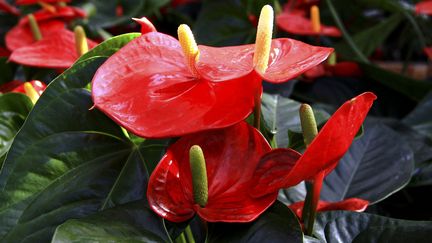 Une plante exotique qui revient sur le devant de la scène.&nbsp; (MAXPPP)