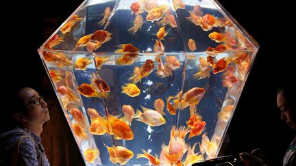 Des visiteurs contemplent un aquarium contenant des poissons rouges &agrave; l'ouverture d'un salon d'aquariophilie &agrave; Tokyo (Japon), le 17 ao&ucirc;t 2012. (KOJI SASAHARA / AP / SIPA )