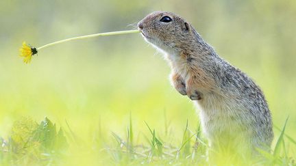 Un &eacute;cureuil transporte une fleur de pissenlit alors qu'il pr&eacute;pare sa future hibernation. (JULIAN GHAHREMAN-RAD / SOLE / SIPA)