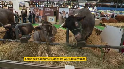 Des vaches de la race bazadaise (FRANCEINFO)