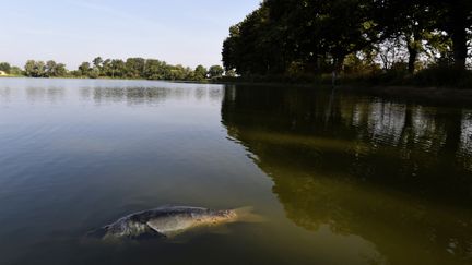 Une carpe victime de la sécheresse dans l'Ain. (PHILIPPE DESMAZES / AFP)