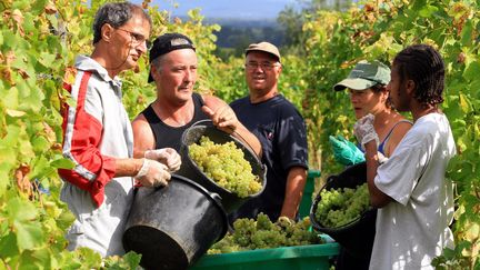 Vendanges &agrave; Beblenheim (Haut-Rhin) le 14 septembre 2011. (VANESSA MEYER WIRCKEL / MAXPPP)