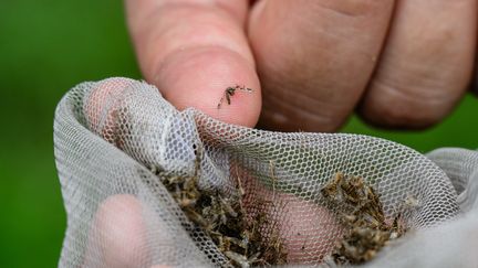 Des moustiques manipulés par des scientifiques en Corée du Sud, le 30 juillet 2024. (ANTHONY WALLACE / AFP)