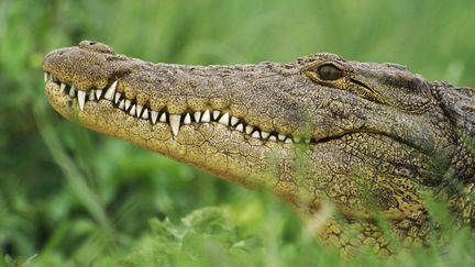 Un crocodile du Nil dans le delta d'Okavango, au Botswana, le 14 mai 2014. (FRANS LANTING / MINT IMAGES / AFP)