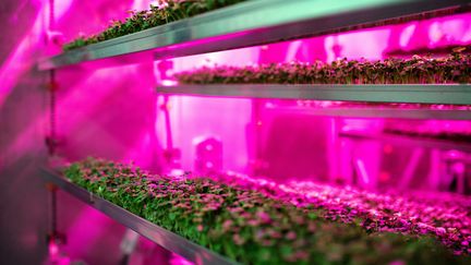 Une ferme verticale en Colombie-Britannique à l'ouest du Canada.&nbsp; (GETTY IMAGES / BLOOMBERG CREATIVE)