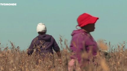 Afrique du sud : En attendant la réforme agraire (TV5MONDE)