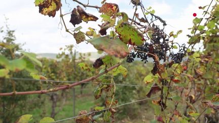 Crise climatique : lavande, savons… Avec 90% des vignobles détruits par le gel, les viticulteurs se diversifient