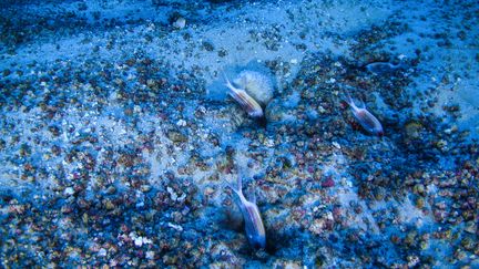 un mystérieux  récif de corail au large du Brésil