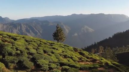 France 2 nous emmène à la découverte des plus belles montagnes du monde. En Inde se cache la plus haute plantation de thé au monde. (FRANCE 2)