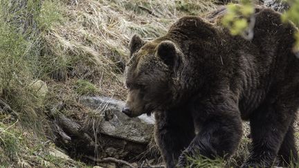 Un ours brun est photographié, le 14 avril 2014, dans le parc naturel des Pyrénées.&nbsp; (MAXPPP)