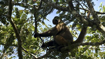 Un singe sur un arbre de la réserve de Cuyabeno, en Equateur, dans la forêt amazonienne, le 30 mars 2024. (DANIEL MUNOZ / AFP)