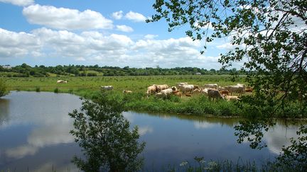 Un plan d'eau du Calvados, un département où l'on a mesuré jusqu'à 90 pesticides suspectés d'être des perturbateurs endocriniens, selon l'étude de Générations futures. (JACQUES REBOUL / BIOSPHOTO / AFP)