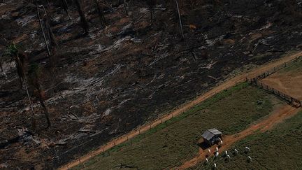 si la réforme du code forestier a joué un rôle indéniable dans la déforestation, la réduction des zones protégées en a joué un autre. De plus, les petites exploitations n’étaient pas obligées de reboiser les surfaces détruites avant 2008.  (Reuters/Nacho Doce)