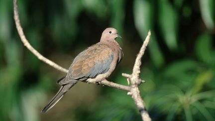 Une colombe maillée du Sénégal. (Photo d'illustration) (MAXPPP)