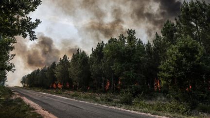 La forêt brûle, près de Louchats (Gironde), le 17 juillet 2022. (THIBAUD MORITZ / AFP)