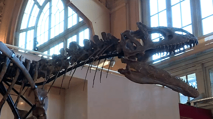 Kan, l'impressionnant et féroce dinosaure allosaurus vendu à Lyon.
 (france3)