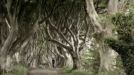 The Dark Hedges  oont servi de décor à "Game of Thrones"
 (Capture d&#039;image France3/Culturebox)