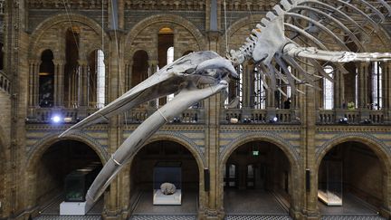 Hope, une baleine bleue exposée au Musée d'histoire naturelle de Londres
 (Tolga AKMEN / AFP)