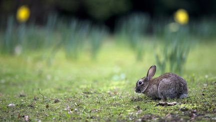 Un lapin dans un parc allemand, le 28 mars 2014. (JOHANNES EISELE / AFP)