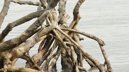 La pollution à Mayotte menace tout un environnement, en particulier la mangrove qui souffre aussi de l'urbanisation. (FRANCE 2)