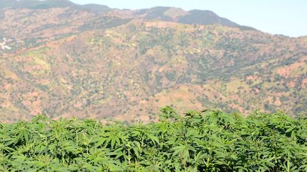 Des plants de cannabis au Maroc, le 23 mai 2013. (FADEL SENNA / AFP)