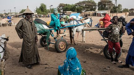 En plus de l’interdiction de déplacement, les autorités sénégalaises ont ordonné la fermeture des "loumas", ces marchés hebdomadaires qui attirent les négociants de toute la région. C’est ici que les Peuls vendent habituellement leur cheptel et obtiennent leur principale source de revenus. La saison sèche est toujours éprouvante, dit un inspecteur vétérinaire au ministère de l'Elevage, mais la fermeture des "loumas" et les limitations de mouvements ont été "très, très, très difficiles" pour les bergers et les éleveurs peuls, poursuit-il.&nbsp;&nbsp; (JOHN WESSELS / AFP)