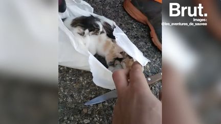 Pendant ce temps-là en Haute-Garonne, ces éboueurs ont sauvé plusieurs chatons qui avaient été jetés à la poubelle. Christian, l'un d’eux, raconte.