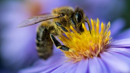 Une abeille en train de butiner à Radebeul, en Allemagne en octobre 2017 (MONIKA SKOLIMOWSKA / AFP)