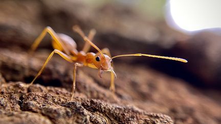 Une "petite fourmi de feu"ou "fourmi électrique" a été repérée dans le sud de la France, à Toulon. Son nom scientifique est&nbsp;Wasmannia auropunctata et le moins qu'on puisse dire, c'est qu'elle n'est pas des plus agréables. (MANJUNATH KIRAN / AFP)