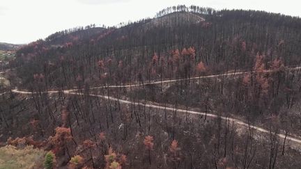 Grèce : les ruches de l'île d'Eubée détruites par les incendies