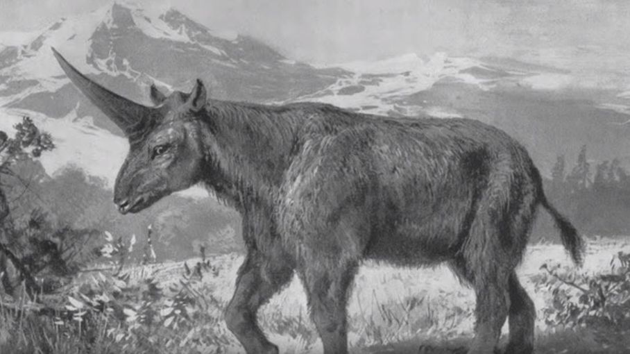 Les Origines Du Mythe De La Licorne Enfin Découvertes