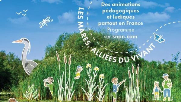 95% des mares recensées sur le territoire ont été créées par l'homme, car elles étaient utiles pour les systèmes agricoles d'autrefois. (SOCIETE NATIONALE DE PROTECTION DE LA NATURE)