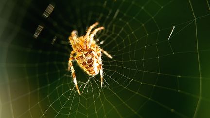 Une araign&eacute;e tisse sa toile, le 12 septembre 2013 &agrave;&nbsp;Godewaersvelde (Nord). (PHILIPPE HUGUEN / AFP)