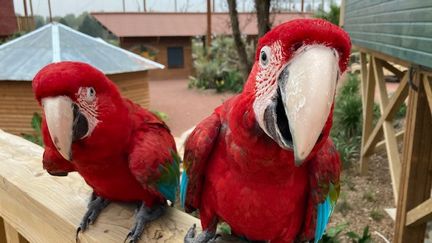 Dans le parc animalier Parrot World, on approche de très près les perroquets. (INGRID POHU / RADIO FRANCE)