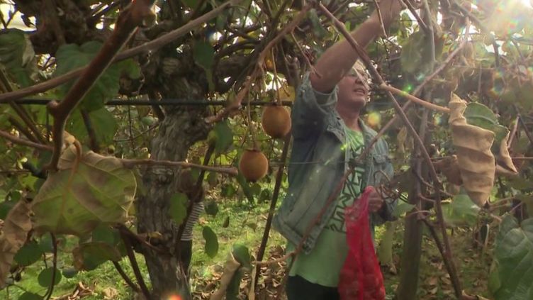 Haute-Garonne : des visiteurs font le plein de kiwis dans un verger