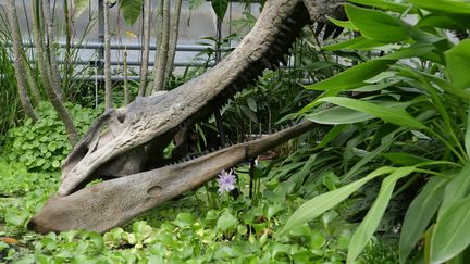 Un Sarcocuchus imperator, espèce piscivore, surgit au milieu du bassin de la serre aux nénuphars géants.&nbsp; (ISABELLE MORAND / RADIO FRANCE / FRANCE INFO)