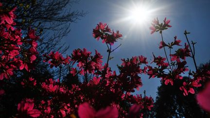 Des&nbsp;fleurs dans le parc de Boutiguery à Gouesnach (Finistère),&nbsp;le 8 avril 2020. (FRED TANNEAU / AFP)