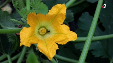 Cuisine : la fleur de courgette, trésor méridional aux mille saveurs