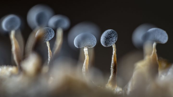 Fructifications de myxomycètes, organismes qui sont à la fois, champignon, animal et végétal. (Philippe Lebeaux)