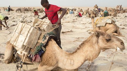 Le chargement est parfaitement installé pour ne pas déséquilibrer les dromadaires qui transportent des charges de 90 à 120 kilos.
 

  (Reuters/Siegfried Modola)