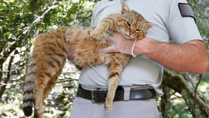 Un chat-renard endormi avant d'être relaché à Asco (Corse), le 12 juin 2019.&nbsp; (PASCAL POCHARD-CASABIANCA / AFP)