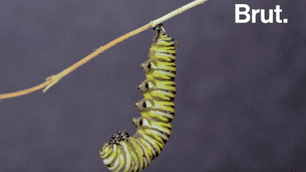 Beaucoup savent que la chenille se transforme en papillon après un long sommeil dans son cocon. Mais comment cette mutation se produit-elle ?