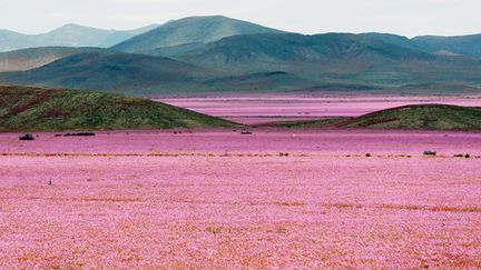 &nbsp; (De fortes pluies ont permis l'éclosion de fleurs dans le désert d'Atacama, au nord du Chili © MaxPPP)