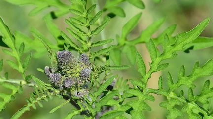 Retour du pollen d’ambroisie : gare aux allergies ! (&copy;fotolia)